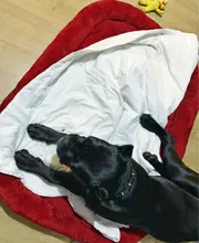 Dog-Beds Cage Lounger Pet-House-Cushion Dogs-Mat Bench-Medium Golden Retriever Large