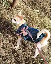 Coat Vest Jeans Puppy-Clothing Jacket Dog Pet-Dog Cowboy Denim XS-2XL for Small Dogs