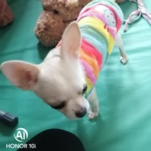 La mascota de abrigos para gato chaqueta de lana caliente, perro ropa para perros pequeños perros Chihuahua ropa de Yorkshire ropa de abrigo para perros