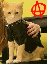 Pet Clothing Costumes Coat Kitten-Outfits Yorkshire Puppy Winter Warm Autumn for Chihuahua