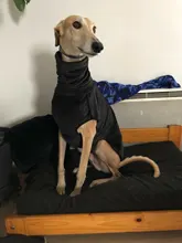 Clothing Pullovers Pet-Coat Pitbull Dogs High-Collar Winter Mascotas Large Medium Big