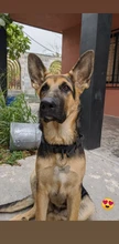 Collar táctico militar ajustable para perro, collares para perro y mascotas, correa de Control, Asa de entrenamiento, Collar de Gato para perros pequeños y grandes