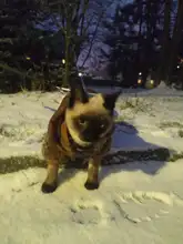 Coats Pet-Clothing Dogs-Costume Dog-Jacket Pets Fleece Winter Medium Small for Ropa Perro