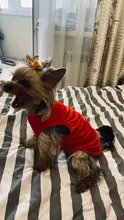 Ropa de perro chaleco para cachorro, camiseta amarilla para cachorro, chaleco para perro pequeño, ropa para perros, ropa para ropa pequeña, Camiseta de algodón