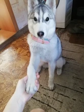 Dog-Collar Id-Plate Engraved Dogs Pitbull Custom Personalized Padded with Tag 2-Layers