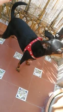 Suave de cuero de gamuza de arnés para perro Cachorro de diamantes de imitación chaleco para gatos mascota Mascotas Cachorro arneses para pequeño mediano perros Chihuahua rosa