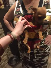 HOOPET Pet Dog Cat Carrier Bag Backpack Carring Bag Products for Dogs Anilmal Transport