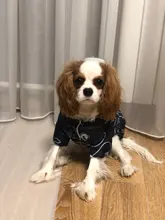 Pet Dog Winter Coat Small Dog Clothes Warm Dog Jacket Puppy Outfit Dog Coat Chihuahua