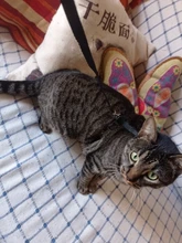 Leash-Set Harness Pet-Products Cat-Collar Adjustable Belt Dog Animals Kitten Nylon And