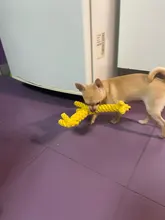 Pawstrip-Cuerda de juguetes para perro, resistente a las mordeduras, limpieza de dientes, juguete para masticar para perros, animales de dibujos animados, tienda de mascotas, 1 ud.