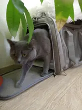 Dog-Carrier-Bag Travel-Bags Dog-Backpack Transport Soft-Side Airline-Approved Cats Small