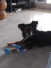 SUPREDOG-perro de dibujos animados, juguete de felpa con sonido, diente Molar, relajante, juguete de entrenamiento para cachorros y gatos, suministros de entrenamiento