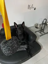 Pillow Dog-Ball-Toy Agility-Equipment Tugs Bite Training Large Dogs for Rope-Handle Nylon