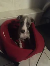 Dog-Bed House Nest Dog-Cushion Cat-Sleeping-Bag Soft Warm for High-Quality 10c15 Pet-Dog