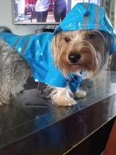 Raincoat Chihuahua Waterproof Summer Puppy Dogs Reflective for Small Nylon Ropa Perro