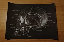 Vintage Poster Painting Skeleton Artwork Medical-Wall-Picture Canvas Print-Body Human-Anatomy