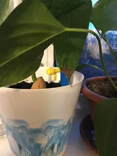 Sistema de riego por goteo automático, punta de riego automática para plantas, flores, riego por goteo para interiores, 1 ud.