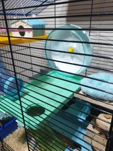 Wheel-Toys Hamster Jogging-Wheel Sports Silent Running-Disc-Toy Pet 2-Colors 3-Size Rotatory