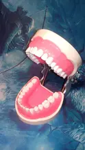 Modelo de enseñanza Dental de Modelo Dental, modelo estándar con mordedores de 32 tornillos, goma dura suave, 28 y 24 dientes