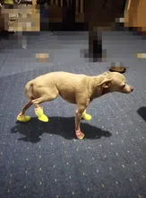 Calcetines suaves antideslizantes de dibujos animados para perro cachorro cálido, pequeñas y medianas para mascotas, 4 Uds.