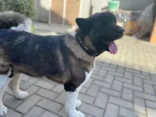 Necklace Name-Tags Dog-Collar KOMMILIFE Personalized For Dogs Nylon with Explosion-Proof