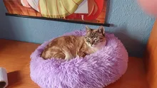 Cama de Gato supersuave, 14 colores, redonda, mullidas de gato, cesta para dormir, larga felpa, cálida, alfombrilla para mascotas, perrera ligera de tacto cómodo