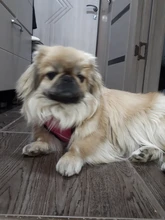 Perro pequeño arnés del animal doméstico ajustable Collar arnés para perro de seguridad de la correa Chaleco de malla de correa de perro Collar para cachorros y gatos para suministros de perro pequeño