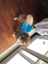 Chaleco salvavidas para perro, chaqueta salvavidas, ropa de baño para perros, traje de baño para mascotas, forma de tiburón