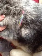 Collar que elimina pulgas y garrapatas para perros y gatos, repelente de mosquitos e insectos, Collar para gatos de pulga y garrapata de hasta 8 meses