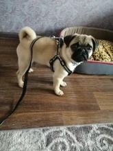 Leash Reflective-Harness Dog Adjustable Outdoor Walking Chihuahua for Cat Small Terier