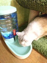 3.8L Pet Cat Automatic Feeders Large Capacity Cat Water Fountain Plastic Dog Water Bottle