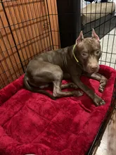 Dog-Beds Cage Lounger Pet-House-Cushion Dogs-Mat Bench-Medium Golden Retriever Large