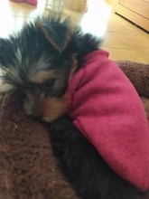 Clothing Sweater Small-Dog-Jersey Poodle Chihuahua Winter Dogs for Pet-Cats Warm Autumn