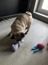 2019 New Pet Squeaky Funny Dogs Animal Shape Toys Gift Set Large Rabbit Honking for Dogs