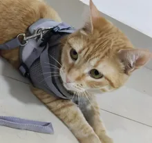 Arnés y correa reflectantes para gato, ropa transpirable a prueba de Escape para mascotas, chaleco ajustable de fácil Control