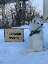 Vest Harness Collar Dog-Leash Pet-Dog German Shepherd Dogs K9 Walking Nylon Adjustable