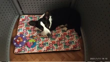 Cama grande para perro, colchoneta de espuma viscoelástica, transpirable, colchón ortopédico de fondo Oxford, para mascota mediana grande pequeña