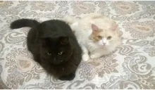 Bozal transpirable Para perros y gatos, mascarilla antimordeduras, máscara Para la boca Para gatitos y mascotas, bozal Para limpieza de baños de gatos, herramienta Para Gat