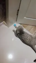 Pelota interactiva con sonido táctil para gatos, suministros de hierba gatera para mascotas, juguetes de entrenamiento para perros