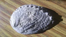 Soap-Dish Seashell Jewelry Nautical-Decor Aquarium Beach 5-Sizes