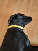 Dog-Personalized-Collar Cloth Reflective Metal Diving Collars Black Buckle Large Medium