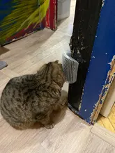 Cats Brush Pet-Product Groomer Cat-Massage Corner Comb Tickling The-Face with Rubs