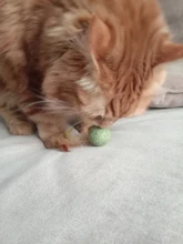 Catnip Toys Ball Cat-Toy Gato Interactive Treats Katten Pawstrip Soft 1pc Speelgoed