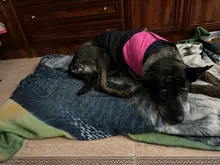 Chaleco impermeable para perros grandes y pequeños, abrigo cálido de invierno para cachorros, ropa para mascotas, 4XL, 5XL, nuevo