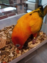 Toy Diy-Accessories Bird Pet-Parrot Home-Decoration Wooden-Ring Chew Natural Bite Molar