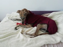 Clothing Pullovers Pet-Coat Pitbull Dogs High-Collar Winter Mascotas Large Medium Big