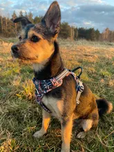 Truelove-arnés Floral sin tirones para mascotas, tela de algodón transpirable y reflectante, suave, para gatos y perros pequeños y medianos, para caminar y correr, TLH5655