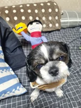 Novelty Halloween Dog Costumes Pet Clothes Cowboy Dressing up Jacket Coats for Dogs Funny