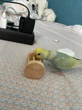 De Madera Juguetes masticables para loro con Bell por aves loros de juguete sonajero juguetes para morder de hámster