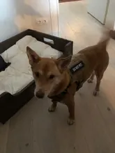 Conjunto de arnés y correa para perro táctico, chaleco para perro grande con hebilla de Metal, Pastor Alemán, arnés duradero para mascotas para entrenamiento de perros pequeños y grandes